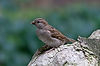 English Sparrow