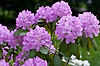 Rhododendrons