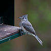 Tufted Titmouse