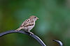English Sparrow