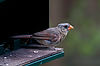 Female Cardinal
