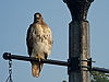 Hawk at Kent State