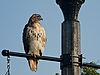 Hawk at Kent State