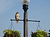 Hawk at Kent State