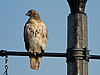 Hawk at Kent State