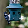 Nuthatch