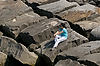 Rocks at Edgewater Park