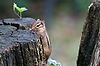 Chipmunk