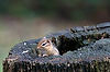 Chipmunk