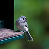 Tufted Titmouse