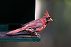 Cardinal