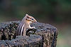 Chipmunk