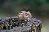 Chipmunk