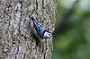 Nuthatch