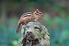 Chipmunk