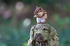 Chipmunk