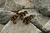 Ducklings at Seaport Village