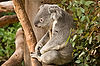Queensland Koala at San Diego Zoo