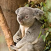 Queensland Koala at San Diego Zoo