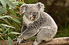 Queensland Koala at San Diego Zoo
