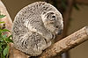 Queensland Koala at San Diego Zoo