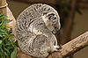 Queensland Koala at San Diego Zoo