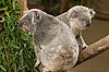 Queensland Koalas at San Diego Zoo