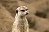 Southwest African Meerkat at San Diego Zoo