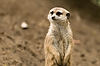 Southwest African Meerkat at San Diego Zoo