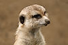 Southwest African Meerkat at San Diego Zoo