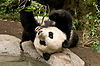 Panda at San Diego Zoo
