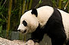 Panda at San Diego Zoo
