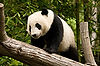 Panda at San Diego Zoo