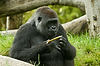 Gorilla at San Diego Zoo