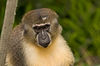 Golden-Bellied Mangabey at San Diego Zoo