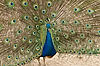 Peacock at San Diego Zoo