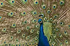 Peacock at San Diego Zoo
