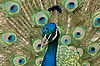 Peacock at San Diego Zoo
