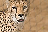 Cheetah "Taraji" at San Diego Zoo
