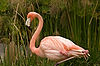 Caribbean Flamingo at San Diego Zoo