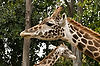 Masai Giraffes at San Diego Zoo