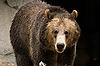 Brown Bear at San Diego Zoo