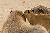 Capybaras at San Diego Zoo