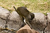 Allen's Swamp Monkey at San Diego Zoo