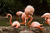 Caribbean Flamingos with Chick at San Diego Zoo