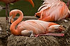 Caribbean Flamingos with Chick at San Diego Zoo