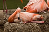 Caribbean Flamingos with Chick at San Diego Zoo