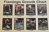 Caribbean Flamingos at San Diego Zoo
