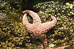 Starfish