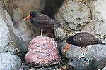 Black Oystercatcher